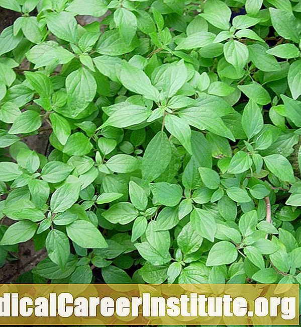 Pellitory
