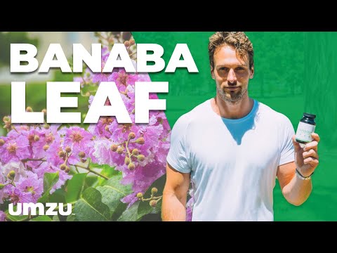 This Clinically-Trialed Banaba Leaf Extract Lowers Blood Sugar in 7 Days