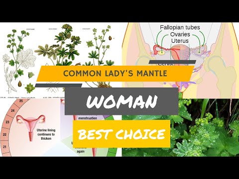 Common Lady&rsquo;s Mantle | The Most Powerful Plant For Women